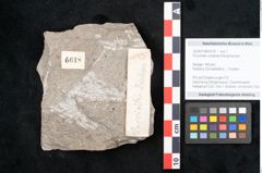 Foto (Objekt + Etikett) von Puccinites zosterae Ettingshausen (NHMW-GEO-2024-0188-6618)